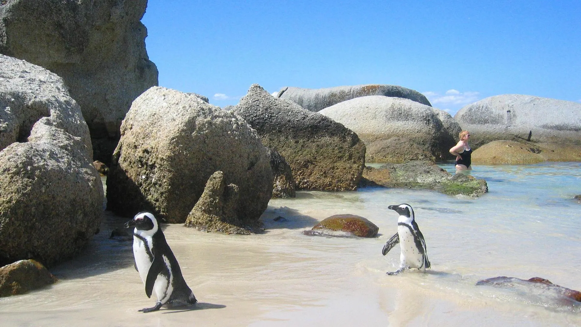 Gasthof Hotel Penguinden Simonʼs Town